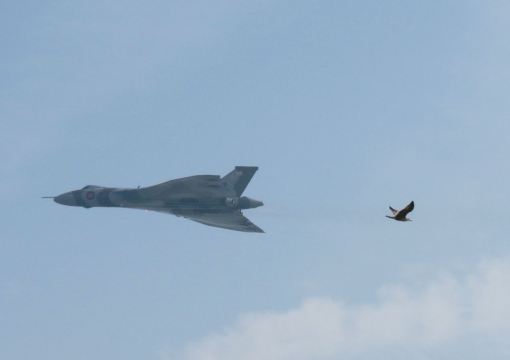 Vulcan and seagull